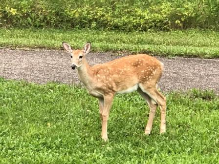 lori janeson fawn on grass